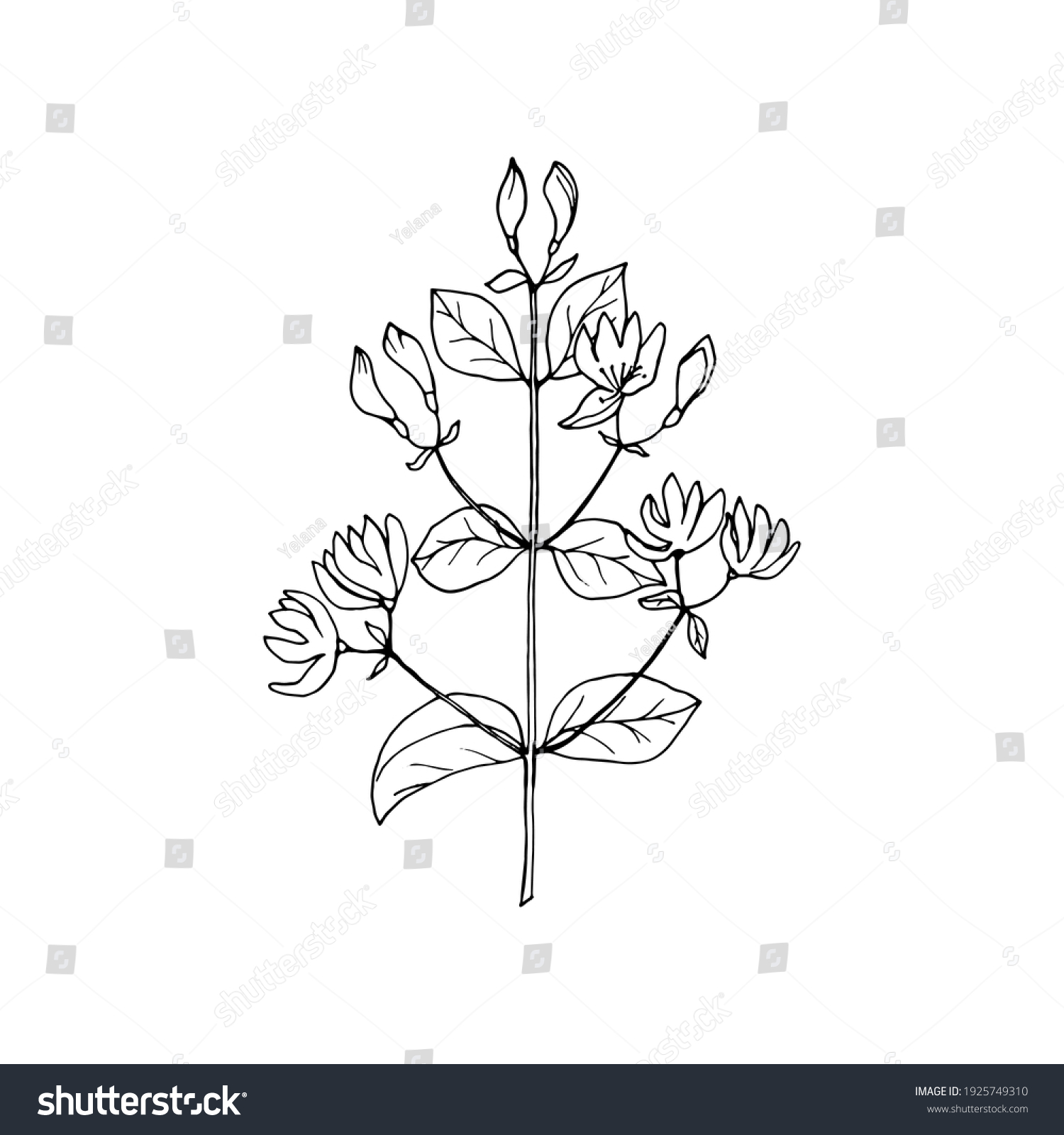 Honeysuckle Branch Flowers Drawing Black Outline Stock Vector (Royalty ...