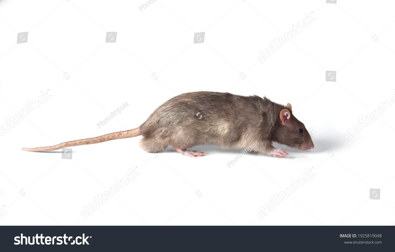 Brown Wild Breed Rat On White Stock Photo 1925819048 | Shutterstock