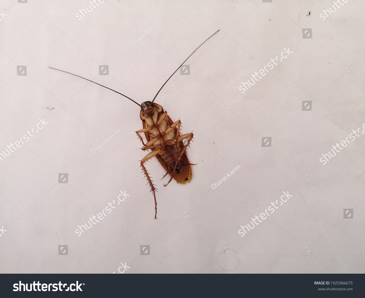 1 Cockroach On White Background Stock Photo 1925966675 | Shutterstock