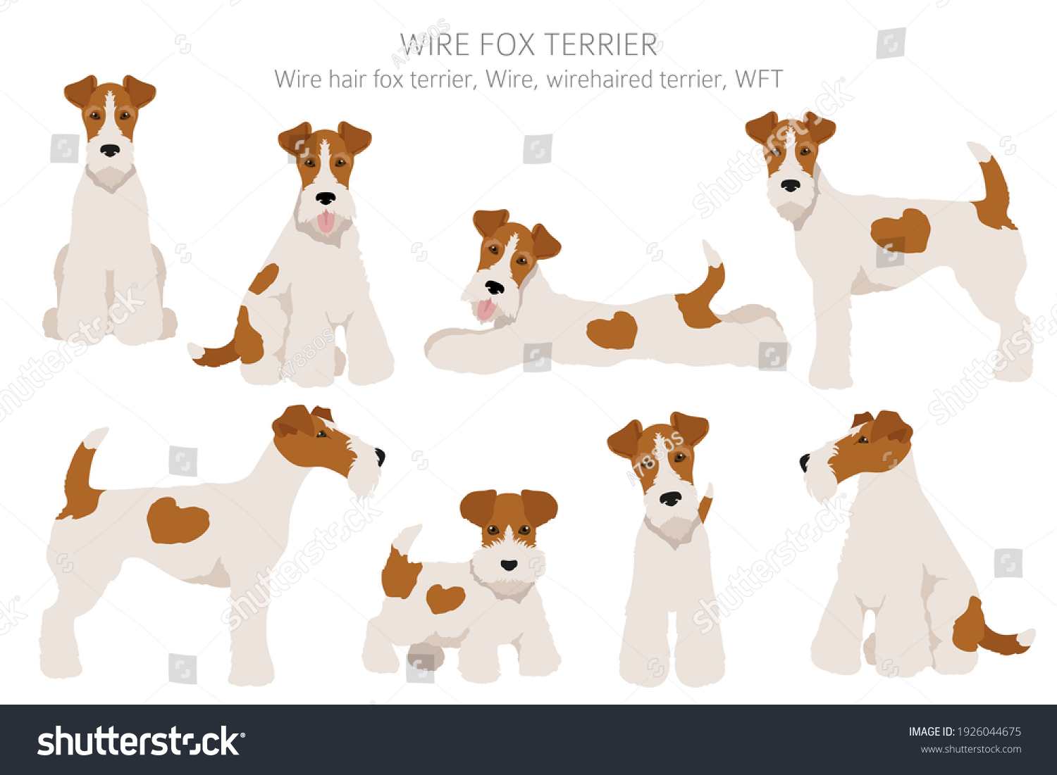 what type of dog is a terrier