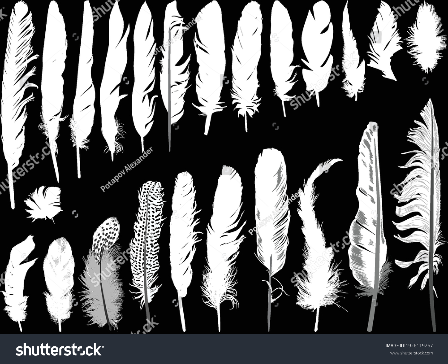 309,178 Silhouettes Of Feathers Images, Stock Photos & Vectors ...