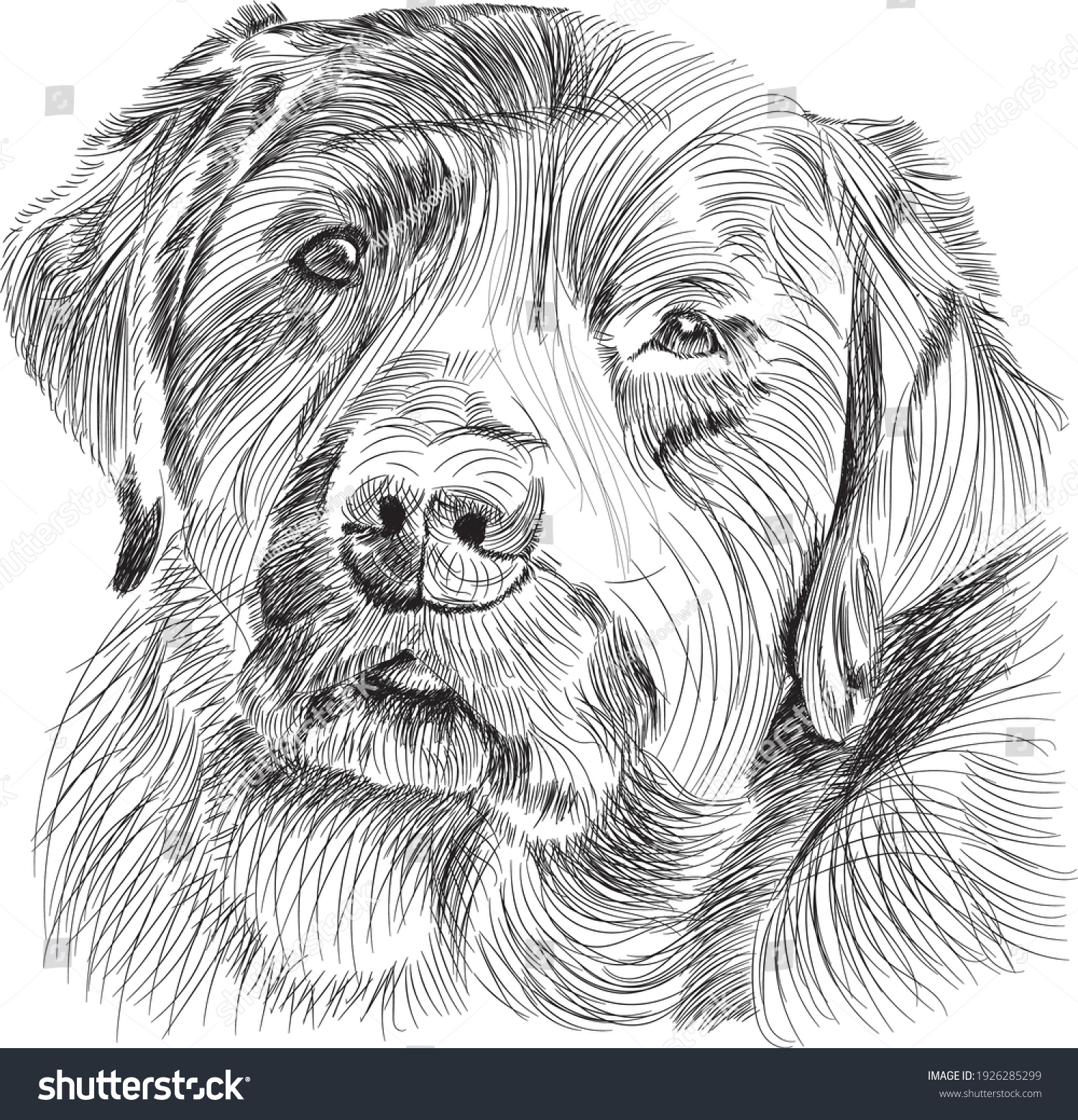 Line Art Portrait Labrador Retriever Dog Stock Illustration 1926285299 ...