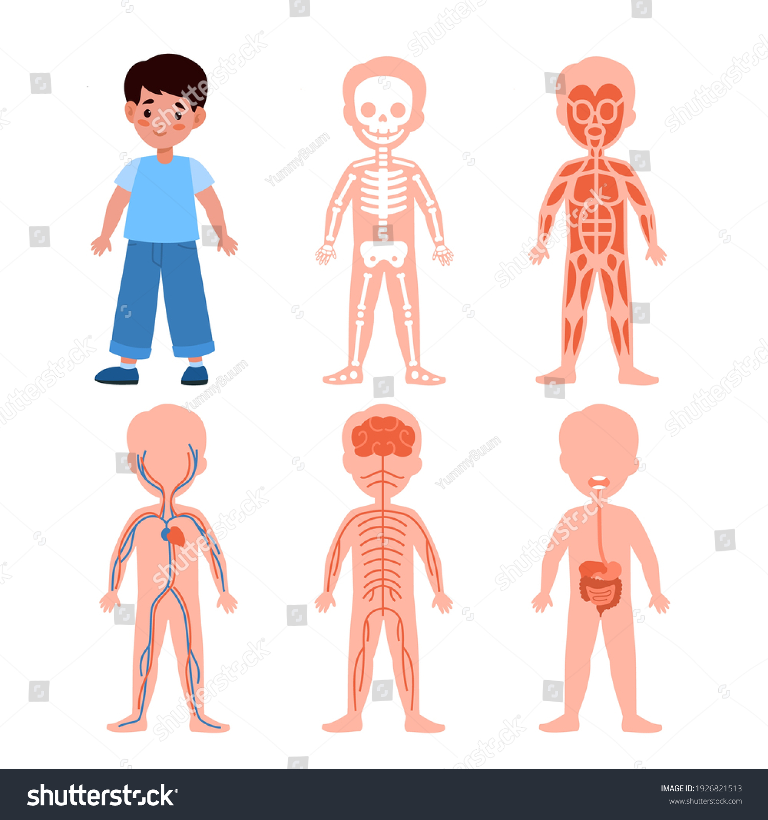 Boy Body System Kids Anatomy Poster Stock Vector (Royalty Free ...