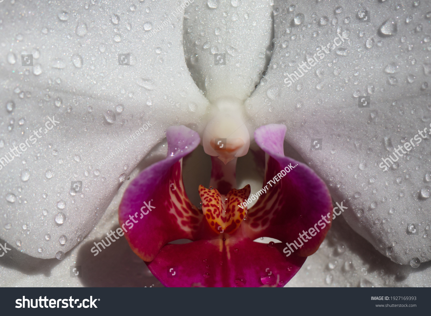 Sexy Flower Vulva Clitoris Vagina Orgasm Foto Stock 1927169393 Shutterstock 