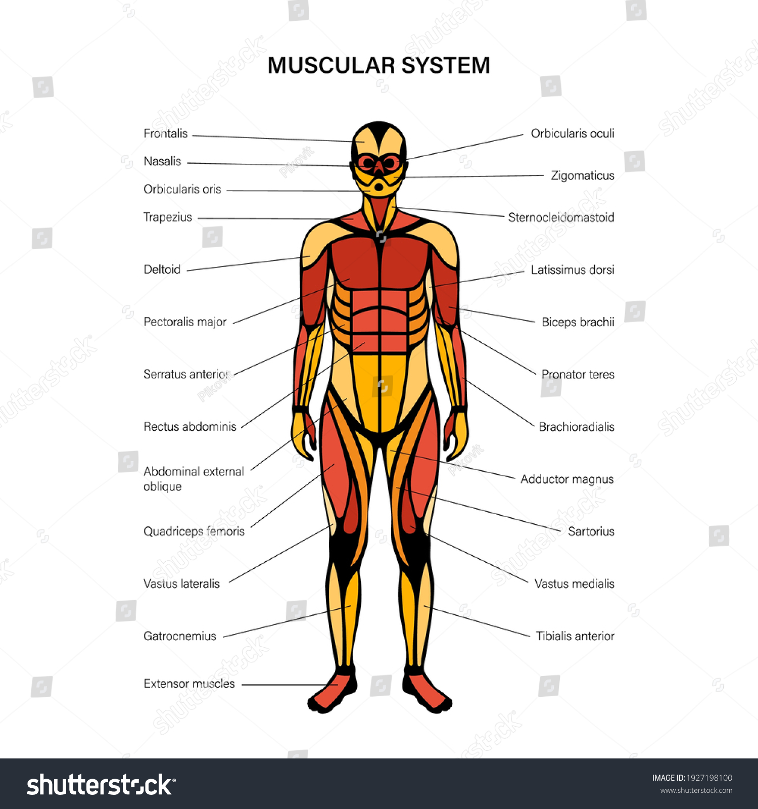 Human Muscular System Infographic Anatomical Poster Stock Vector ...