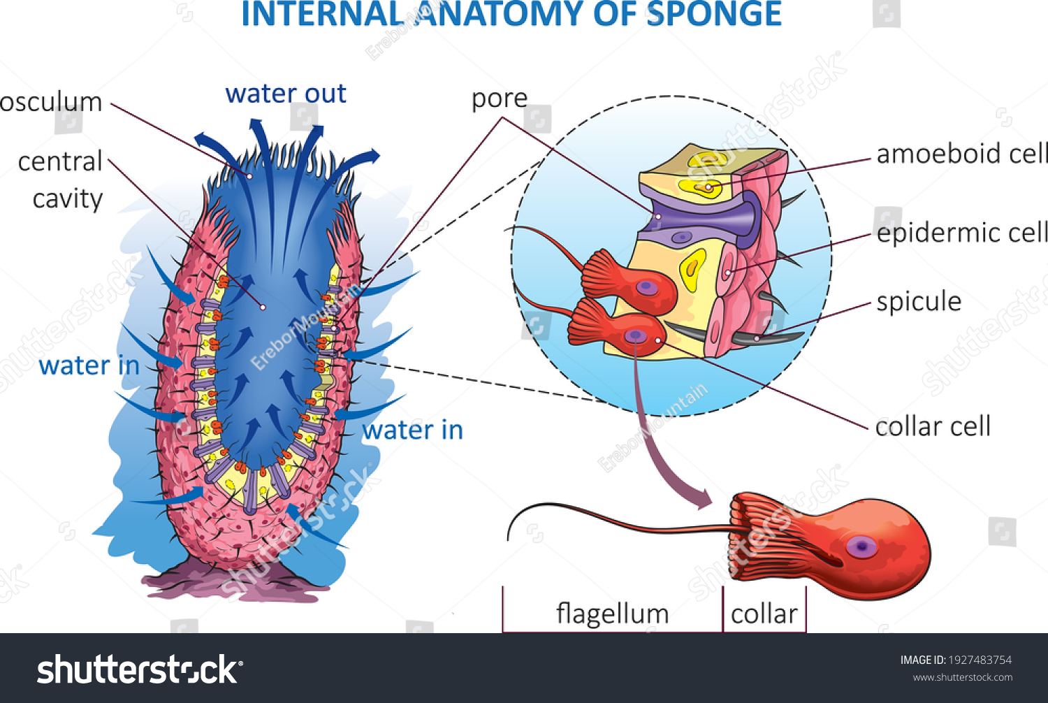 Vector Illustration Basic Anatomy Sea Sponge Stock Vector (Royalty Free ...