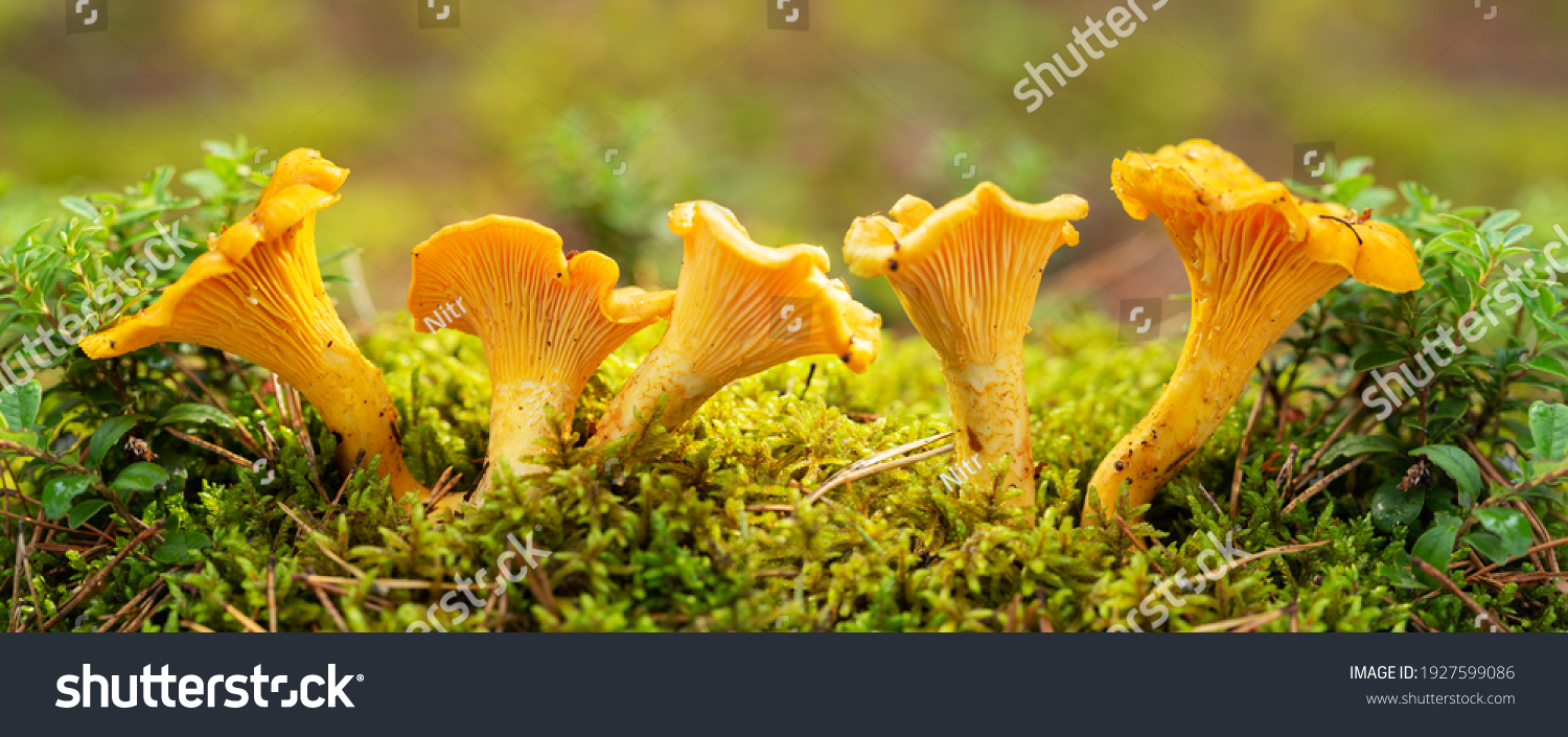 53 049 Chanterelle Mushroom Images Stock Photos Vectors Shutterstock Stock Photo Edible Mushrooms Close Up Of Chanterelle Mushrooms In A Forest 1927599086