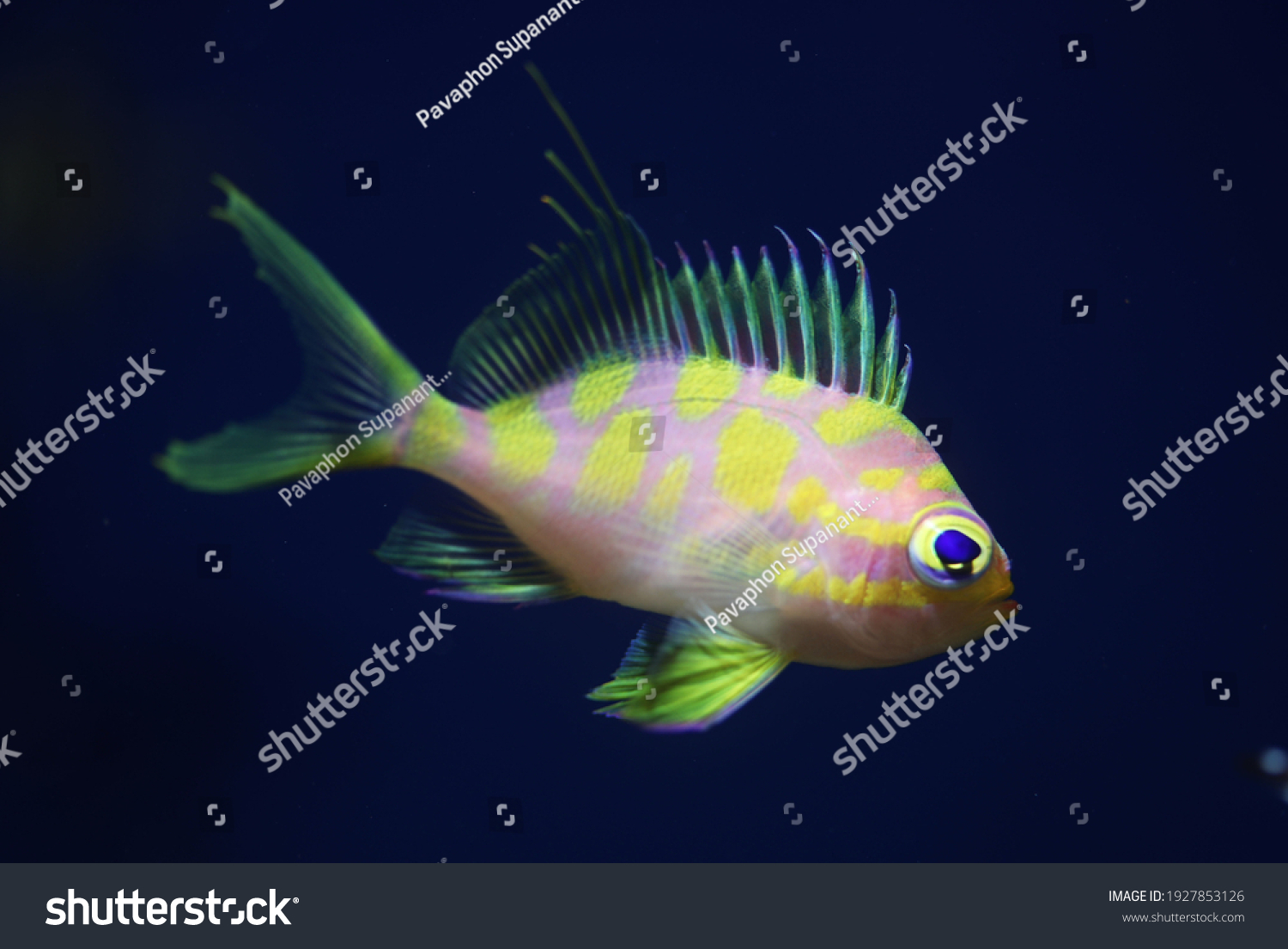 Blotched Anthias Odontanthias Borbonius Aquarium Stock Photo 1927853126 ...