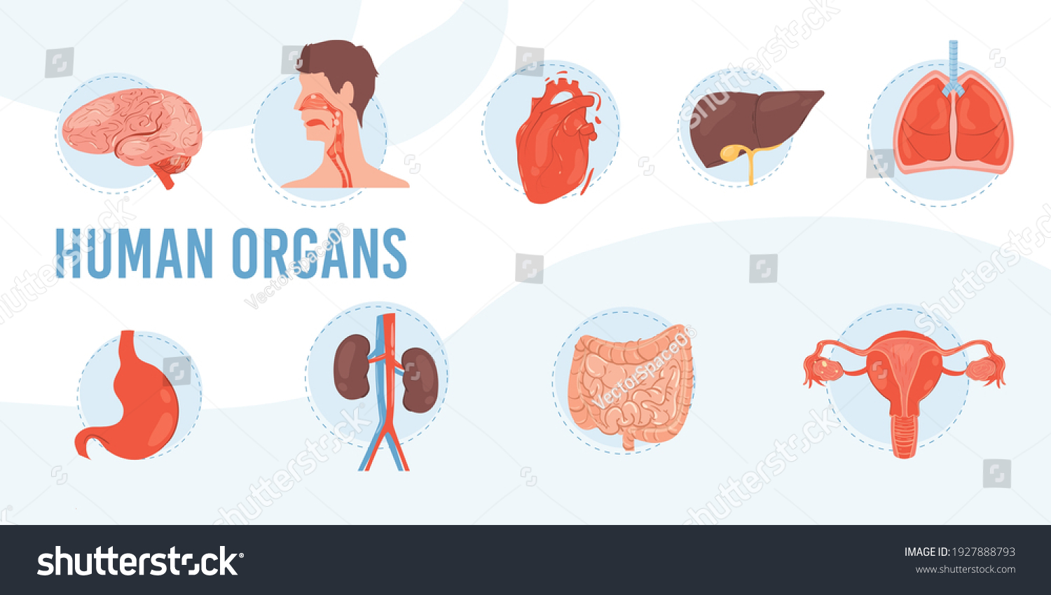 Set Vector Cartoon Flat Internal Organs Stock Vector (Royalty Free ...