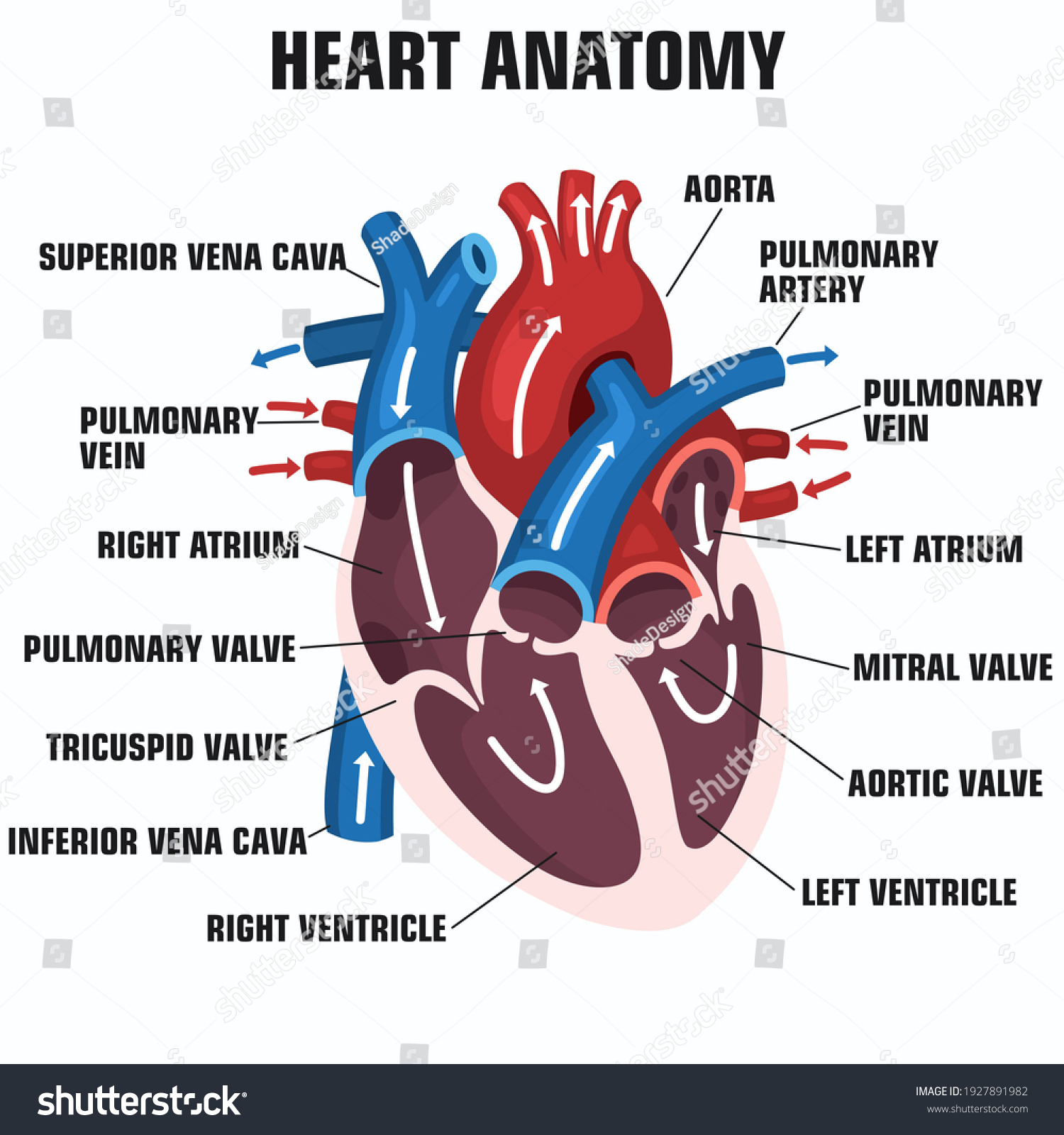 93,828 Human Heart Anatomy Images, Stock Photos & Vectors | Shutterstock