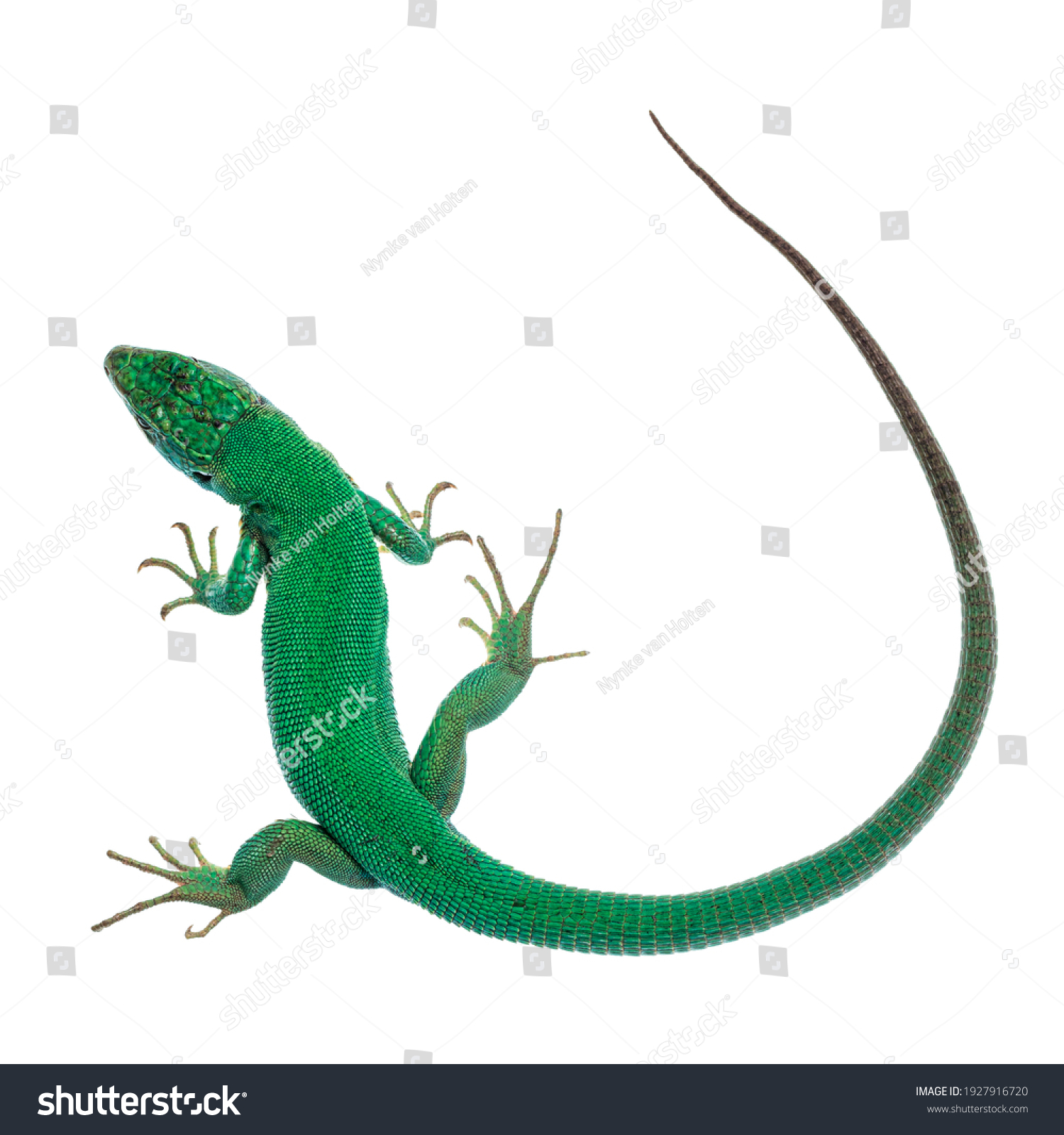 Top View Western Green Lizard Aka Stock Photo 1927916720 | Shutterstock