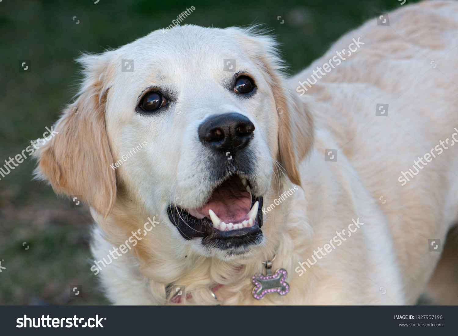 1 Goldem Dog Images, Stock Photos & Vectors | Shutterstock