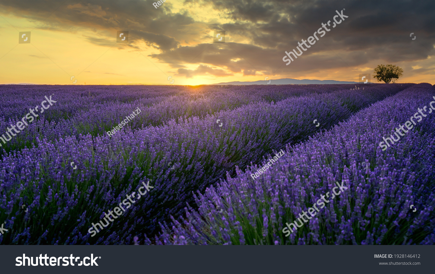 Blooming Lavender Field Evening Light Stock Photo 1928146412 | Shutterstock