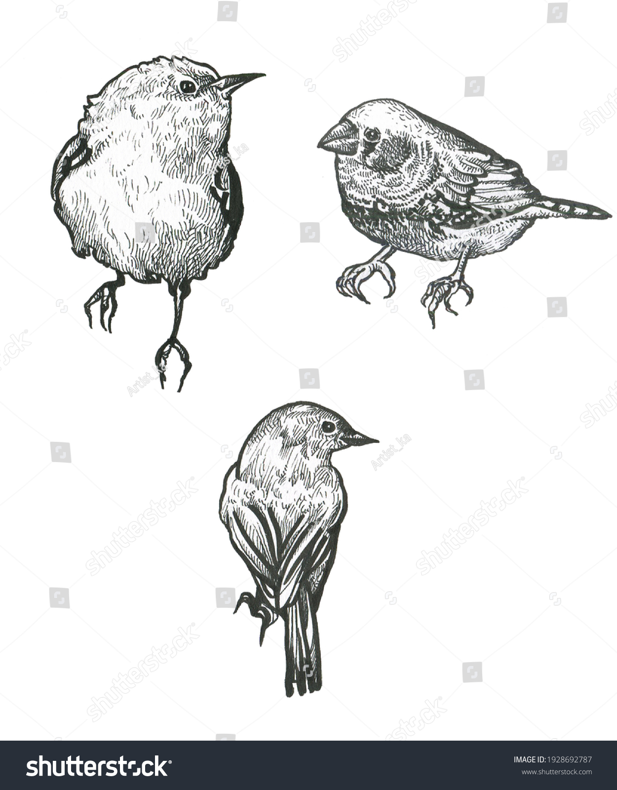 Illustration Drawing Little Bird Stock Illustration 1928692787 ...