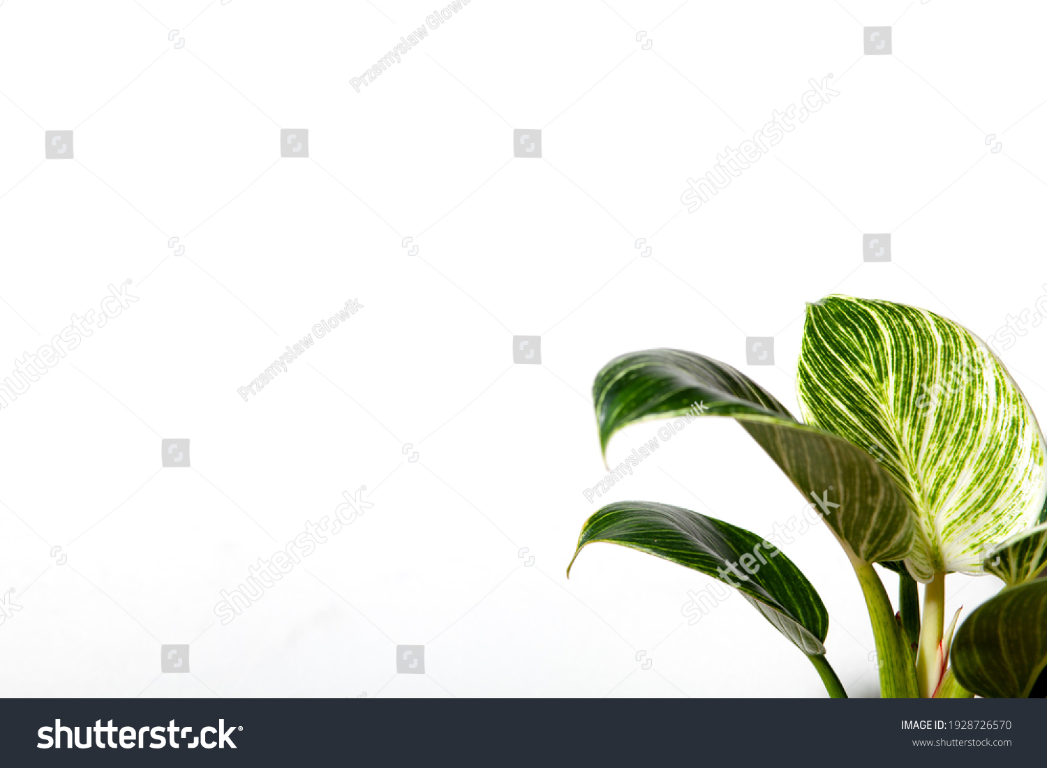 Philodendron Plant On White Background Stock Photo 1928726570 ...