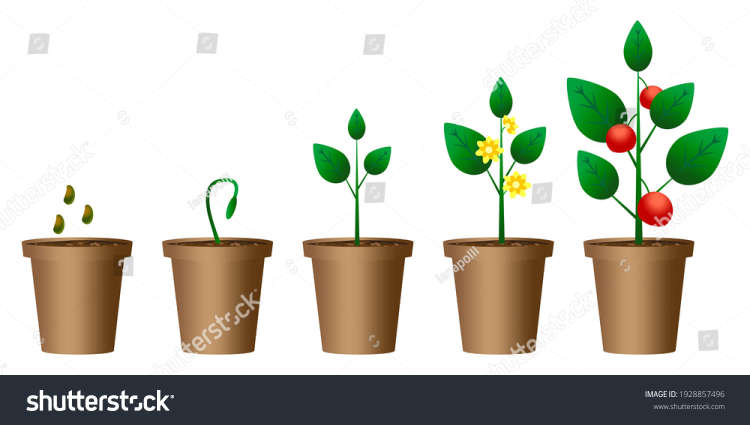 Flowerpot Growth Nature Background Vector Stock Stock Vector (Royalty ...