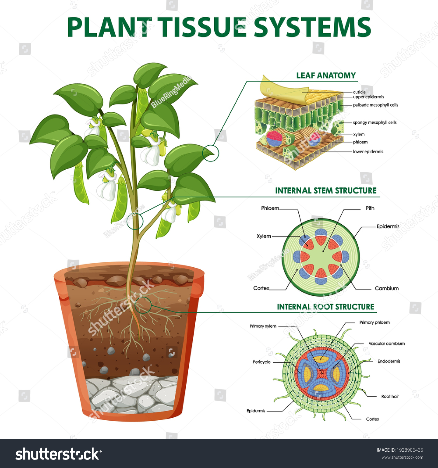 Diagram Showing Plant Tissue Systems Illustration Stock Vector (Royalty ...