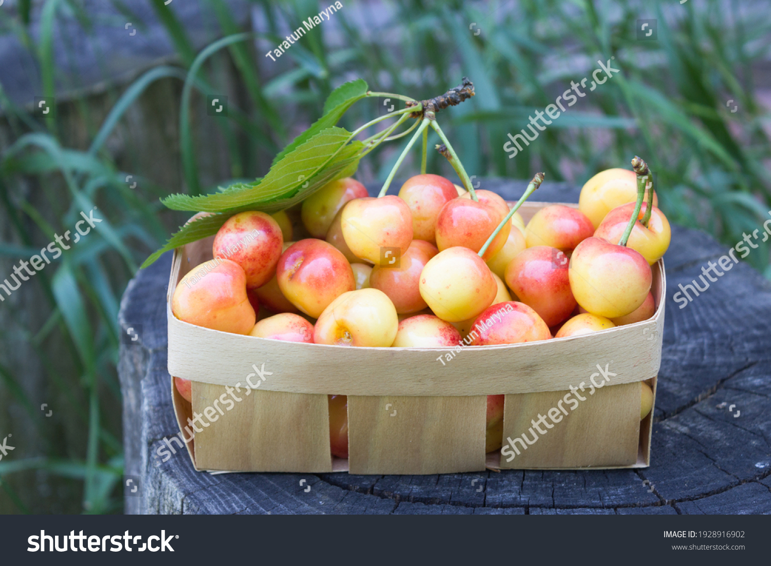 Яблоки разных сортов фото