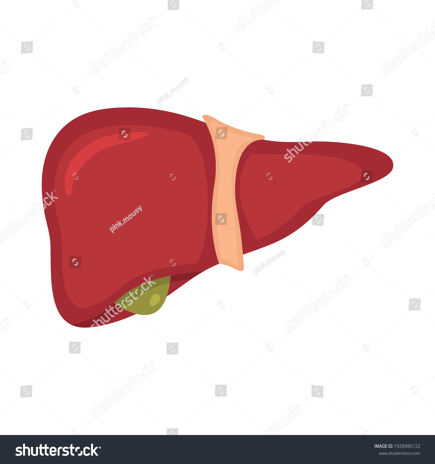 Human Liver Anatomy Vector Illustration Medical Stock Vector (Royalty ...