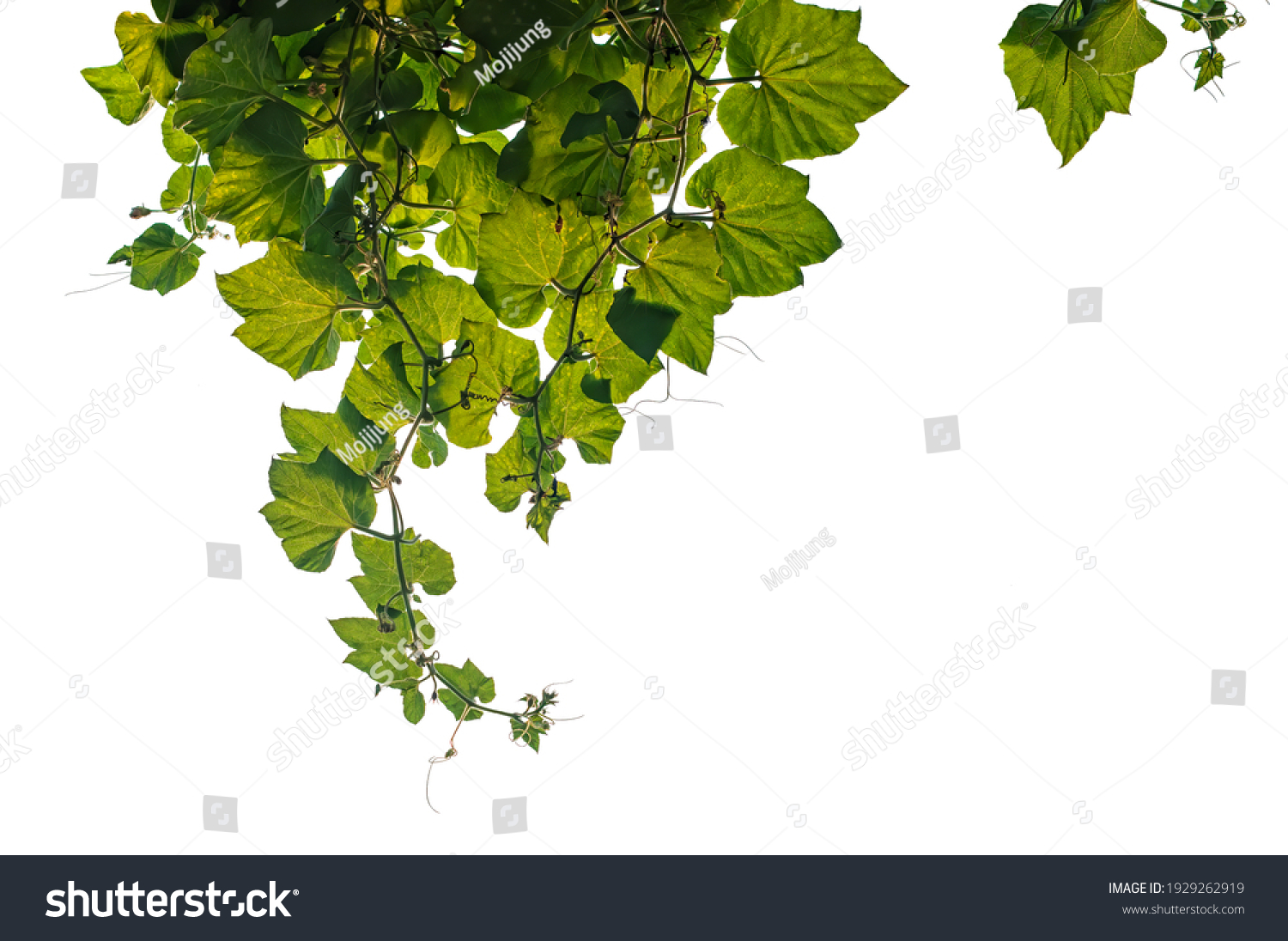 Creeper Plants Hanging On White Background Stock Photo 1929262919 ...