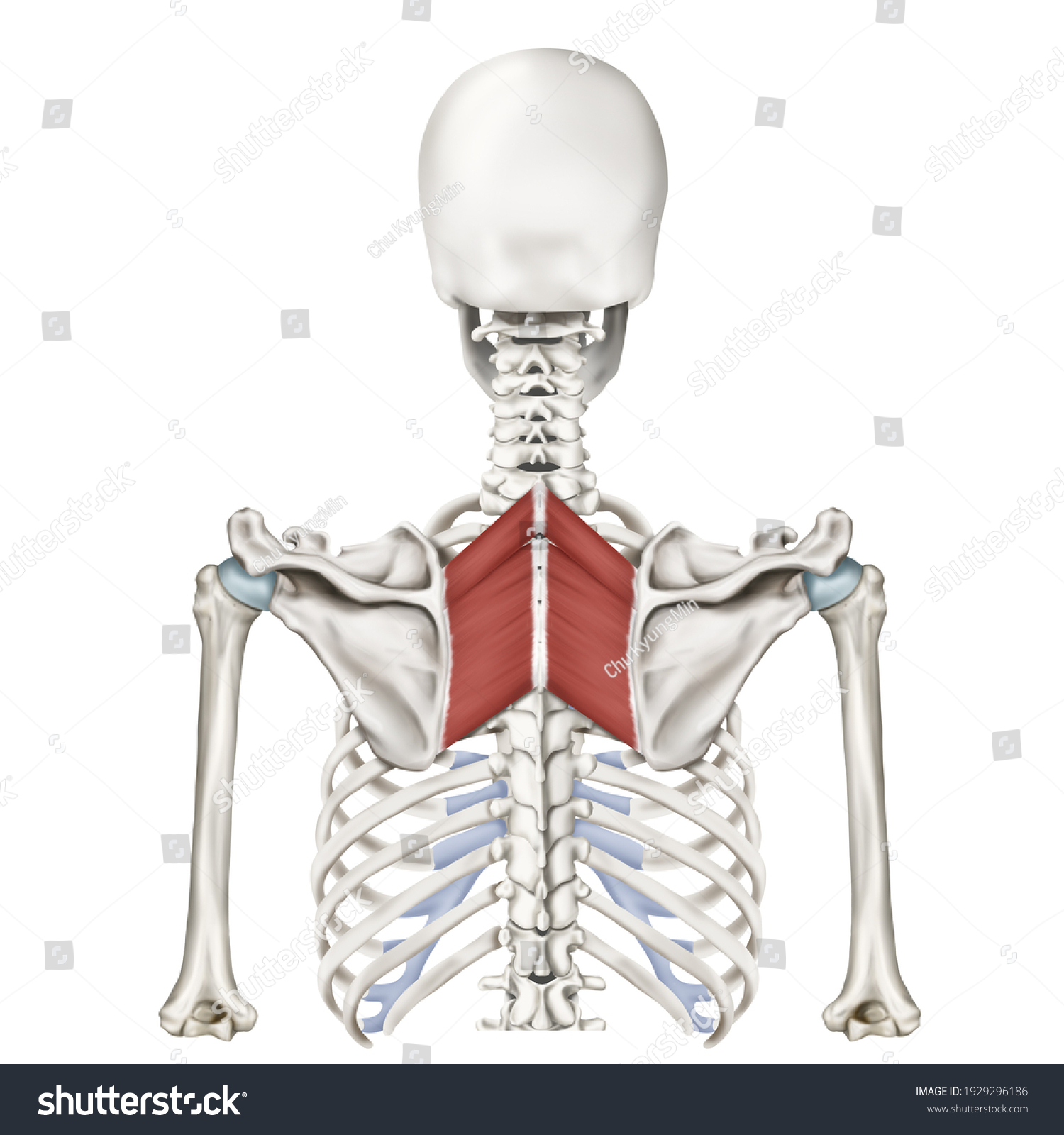 3d Medical Illustration Explanation Rhomboid Muscles Stock Illustration ...