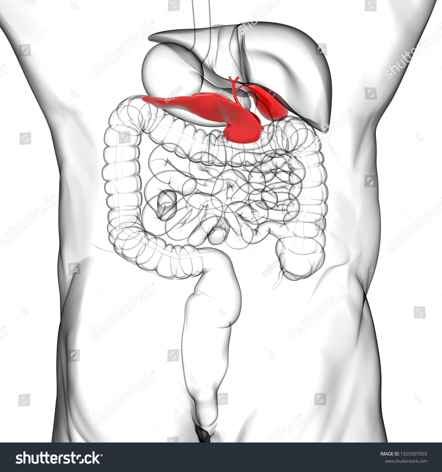 Gall Bladder Human Digestive System Anatomy Stock Illustration ...