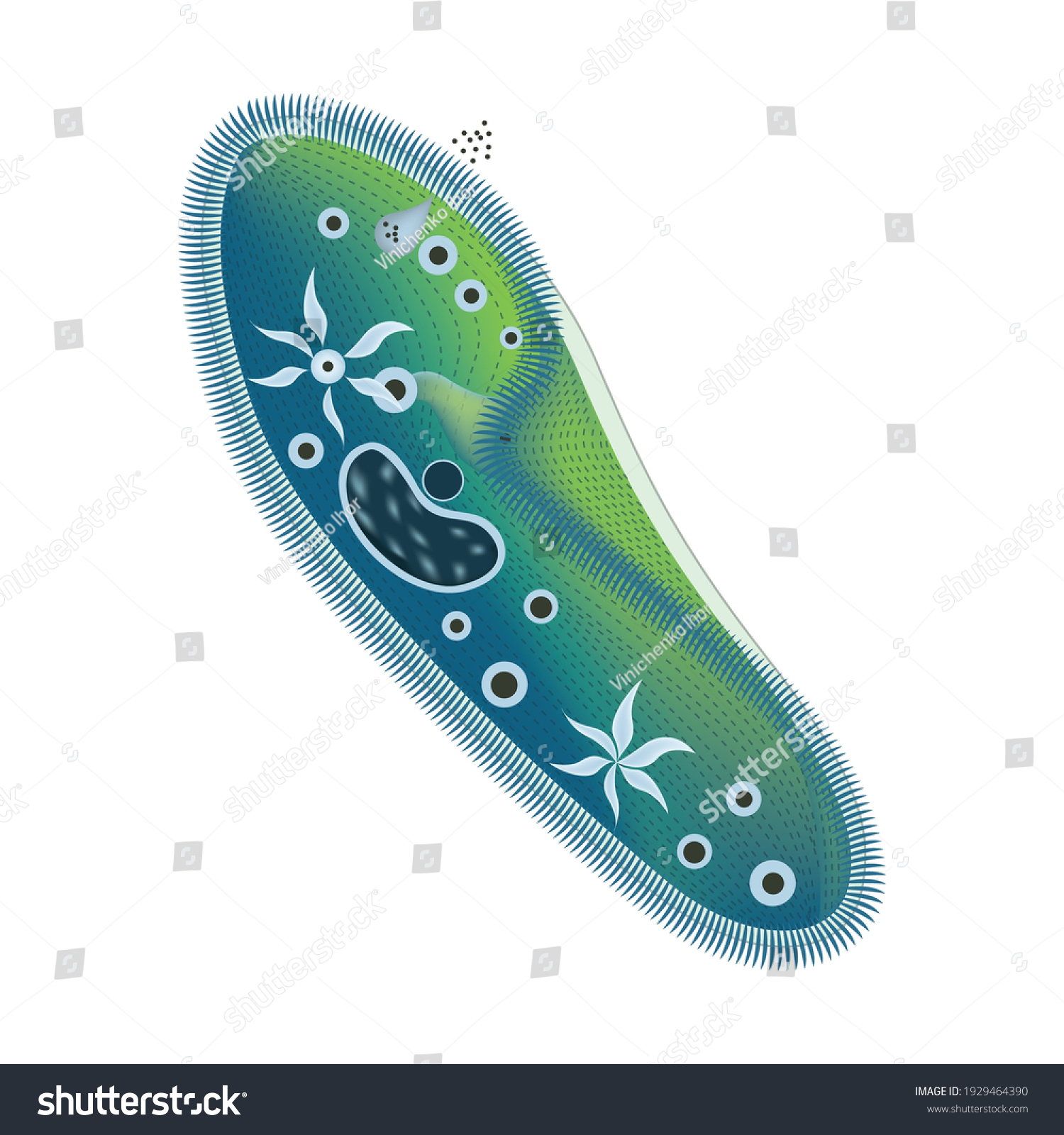 Anatomy Ciliate Slipper Structure Unicellular Organisms Stock Vector ...