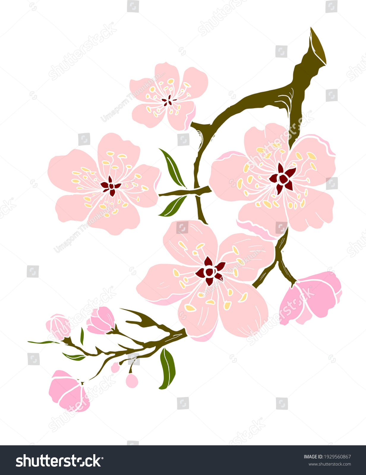 Free Hand Sakura Flower Vector Set Stock Vector (Royalty Free ...