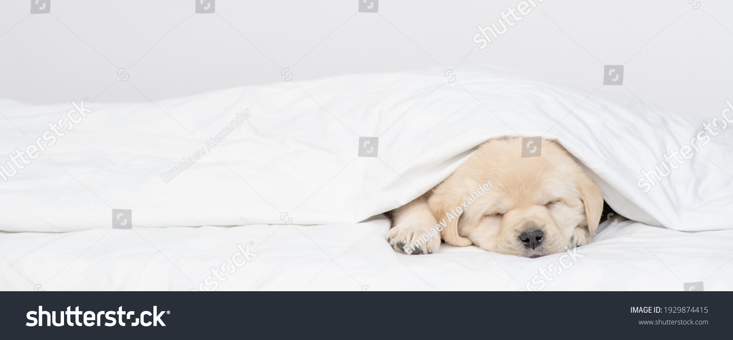 51,244 Dogs on blankets Images, Stock Photos & Vectors | Shutterstock