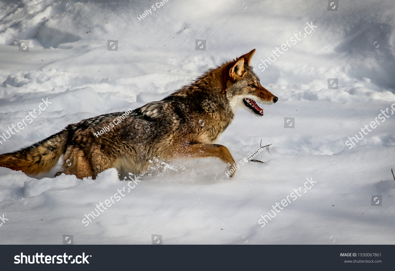 Coyote Species Canine Native North America Stock Photo 1930067861 ... Biology Diagrams