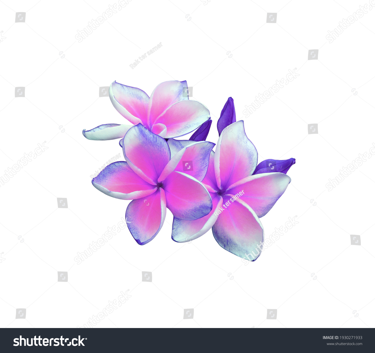 Plumeria Frangipani Temple Tree Top View Stock Photo 1930271933 ...