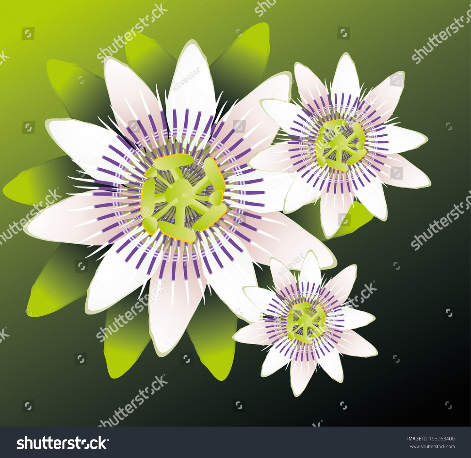 Passion Flower Vector Art Stock Vector Royalty Free 193063400 Shutterstock