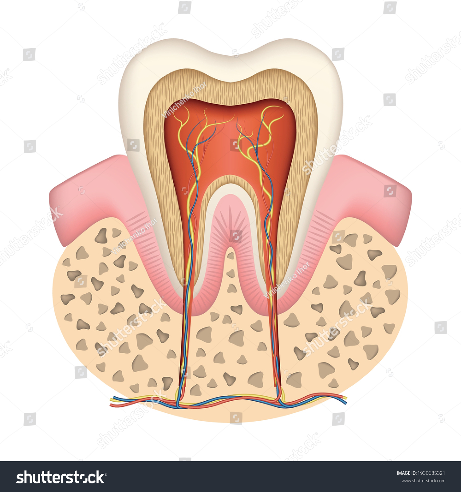 Human Tooth Anatomy Cross Section Nerves Stock Vector (Royalty Free ...