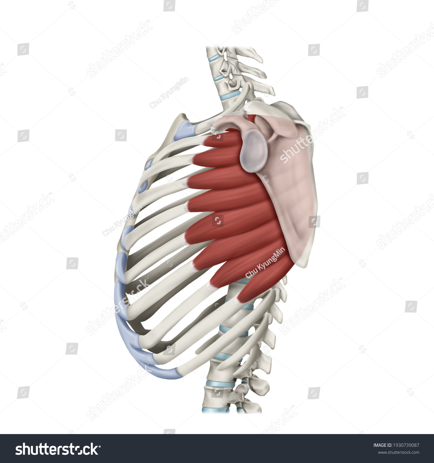 Serratus muscle