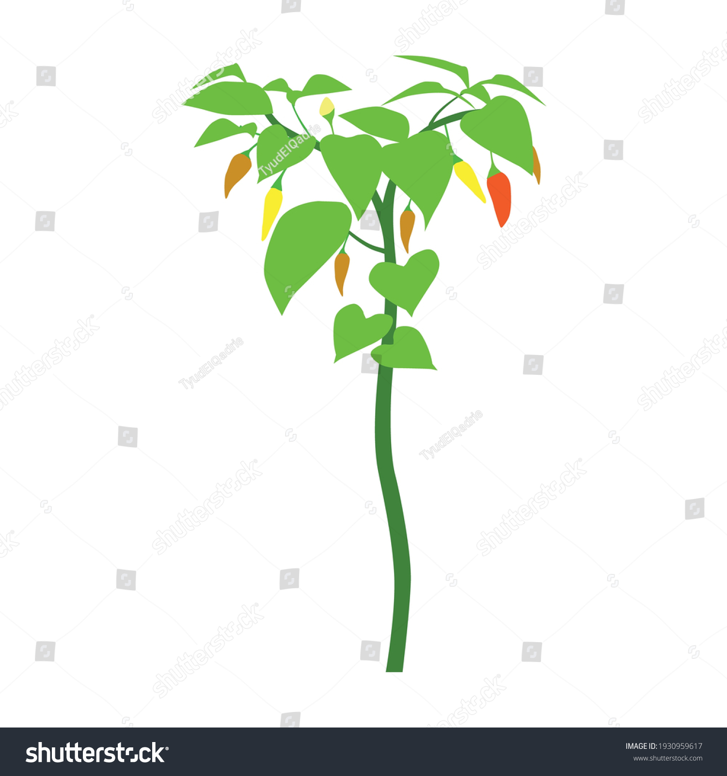 Chili Plant Vector Illustration White Background Stock Vector (Royalty ...