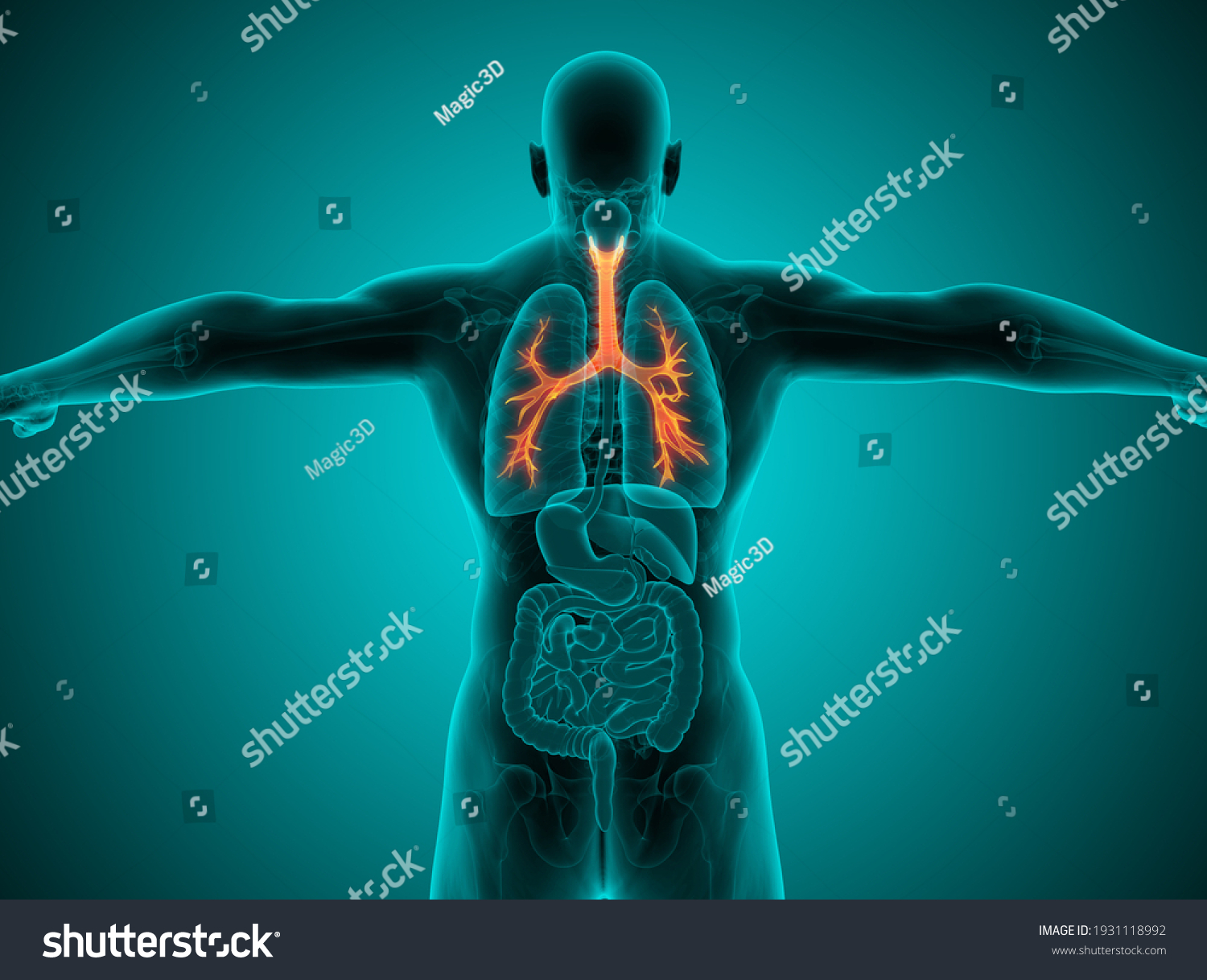 Human Respiratory System Lungs Anatomy 3d Stock Illustration 1931118992 ...