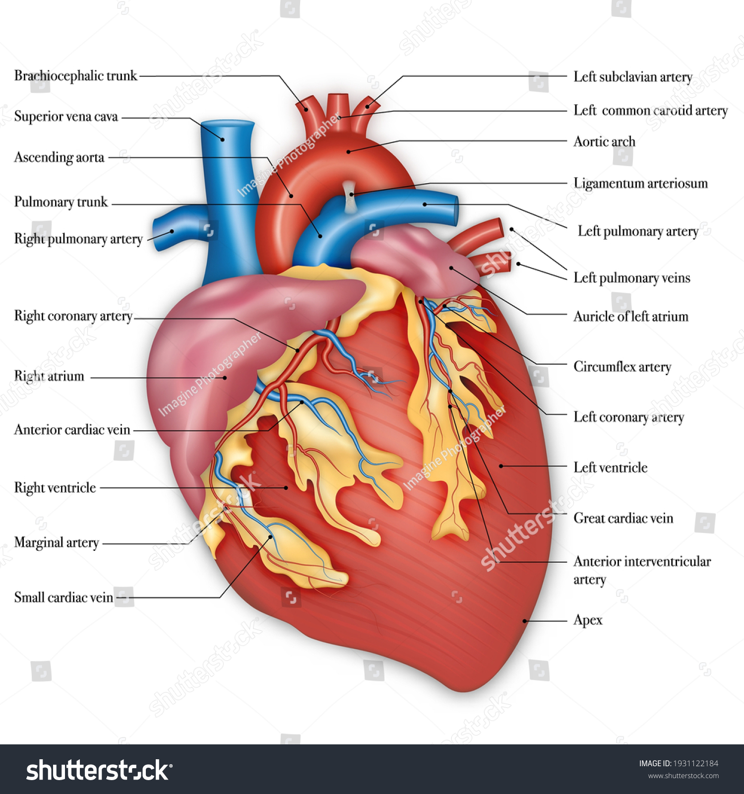 Detailed Labeled Heart Diagram