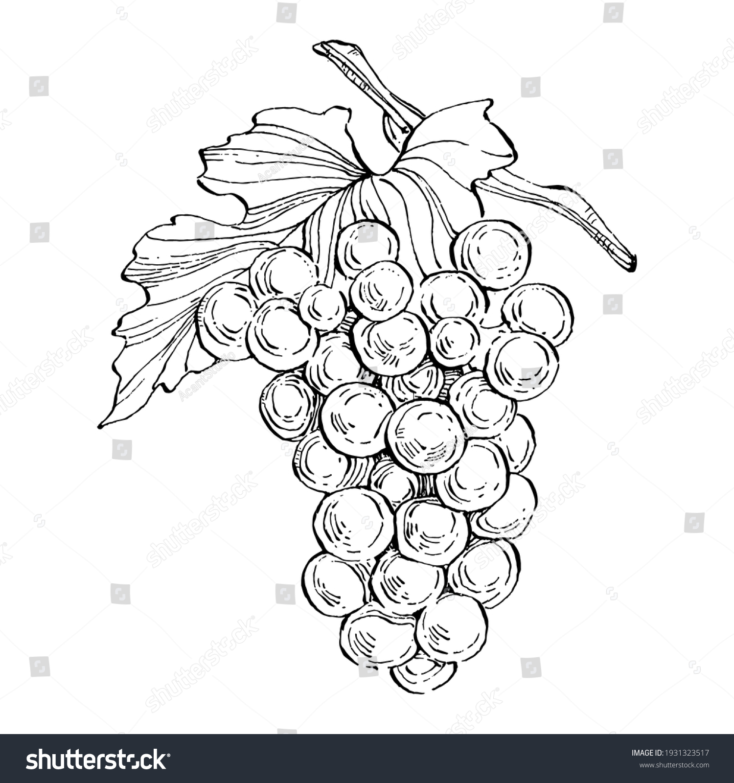 Hand Drawn Grapes Sketch Wine Vine Stock Vector (royalty Free 