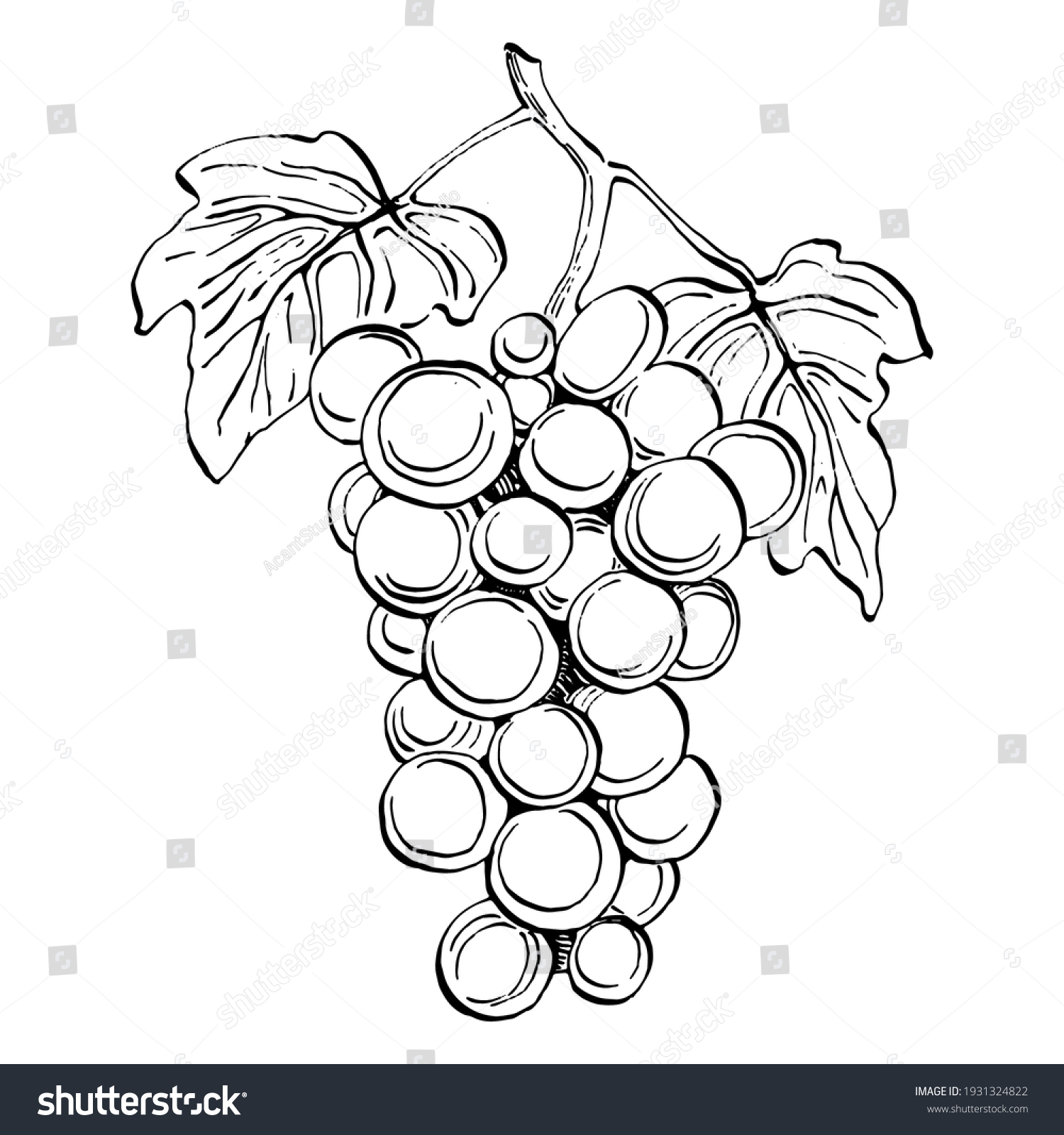 Hand Drawn Grapes Sketch Wine Vine Stock Vector (Royalty Free ...