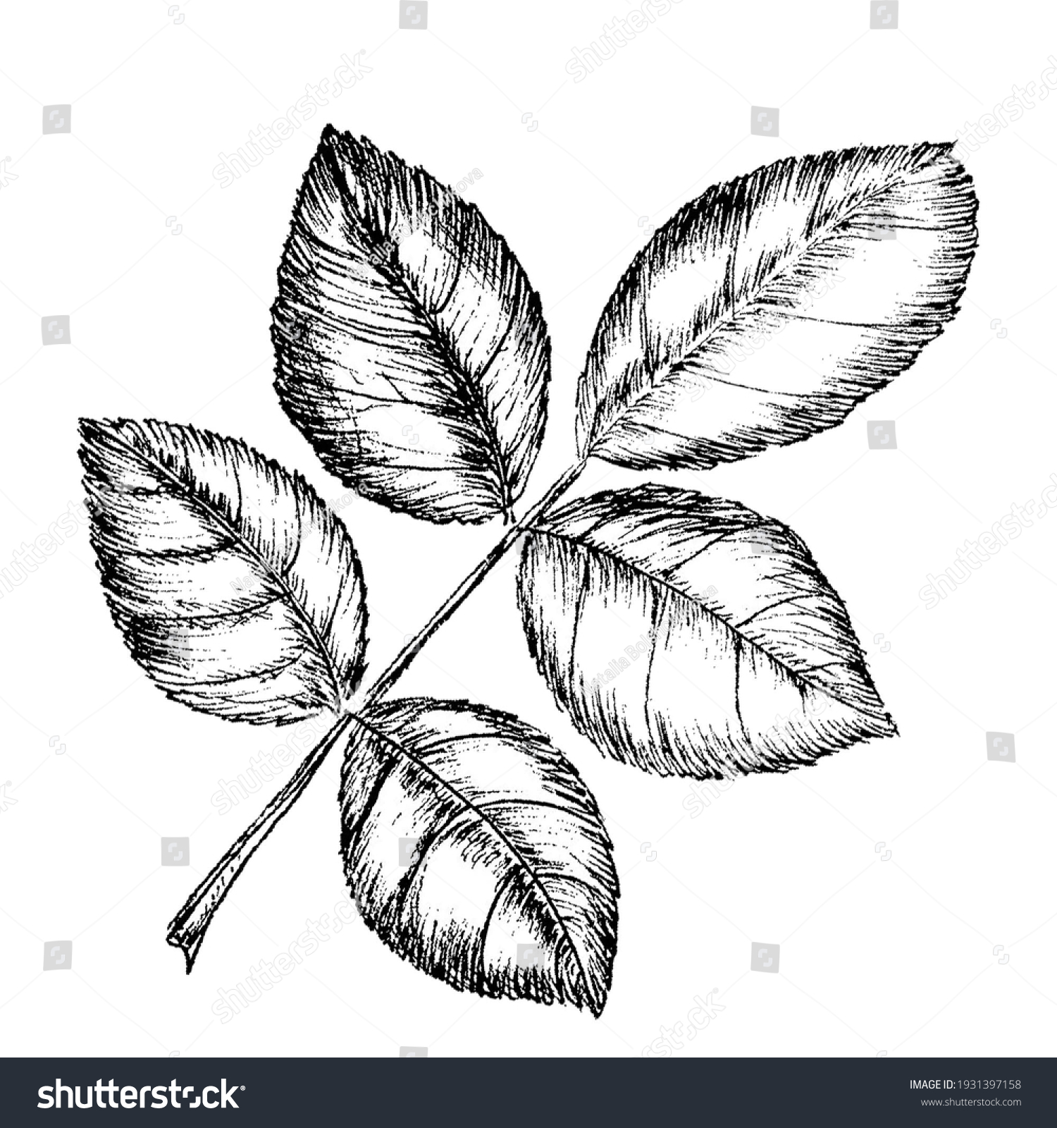 Black White Drawing Rose Leaves Isolated Stock Illustration 1931397158