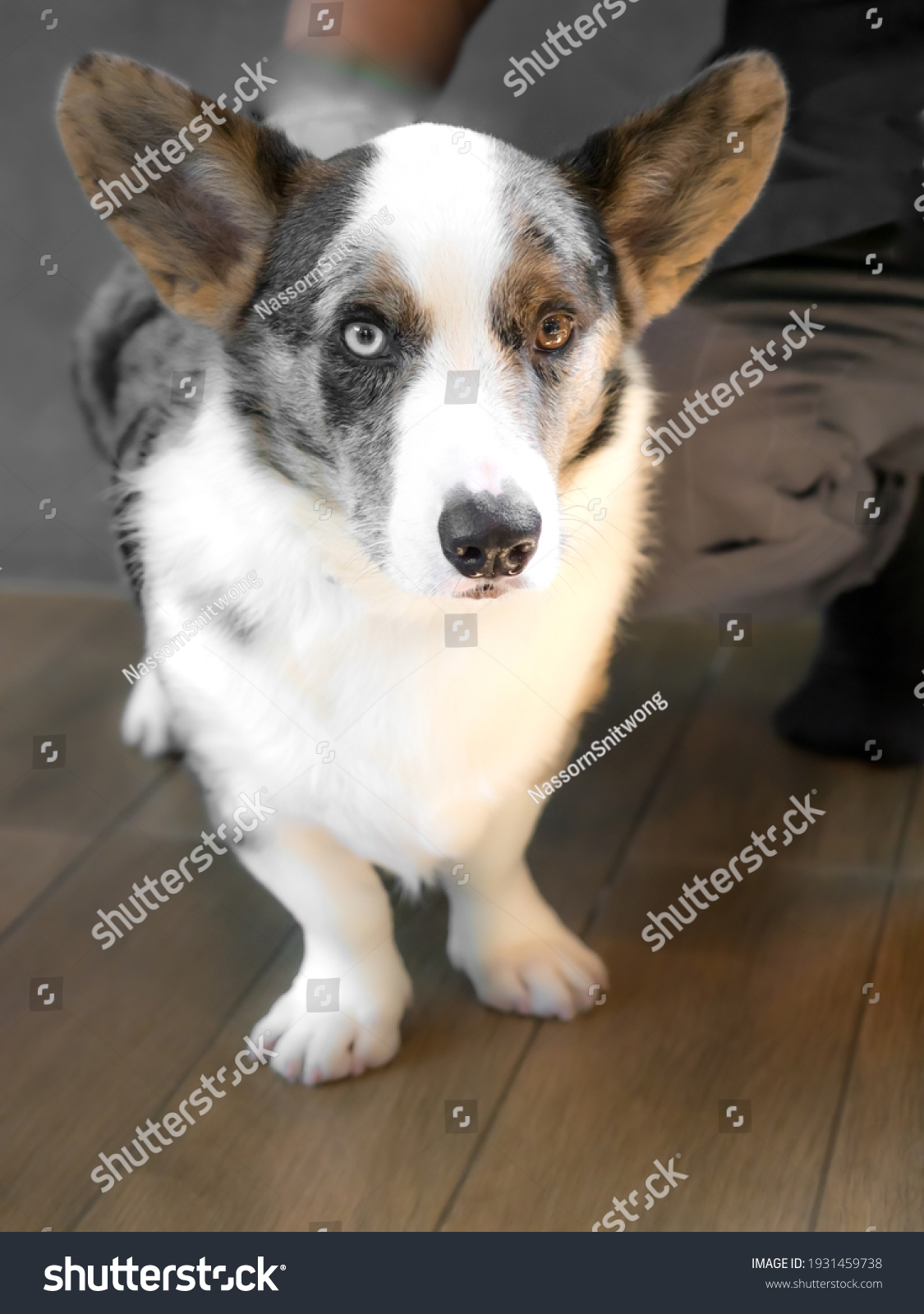 blue cardigan welsh corgi