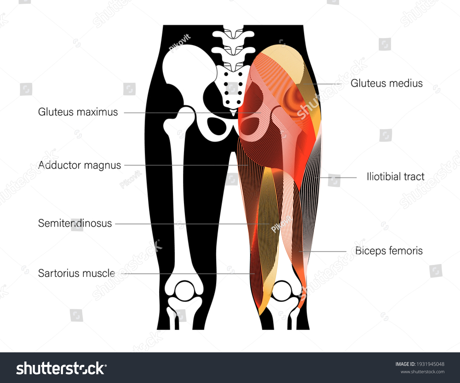 Human Muscular System Skeleton Anatomical Poster Stock Vector (Royalty ...