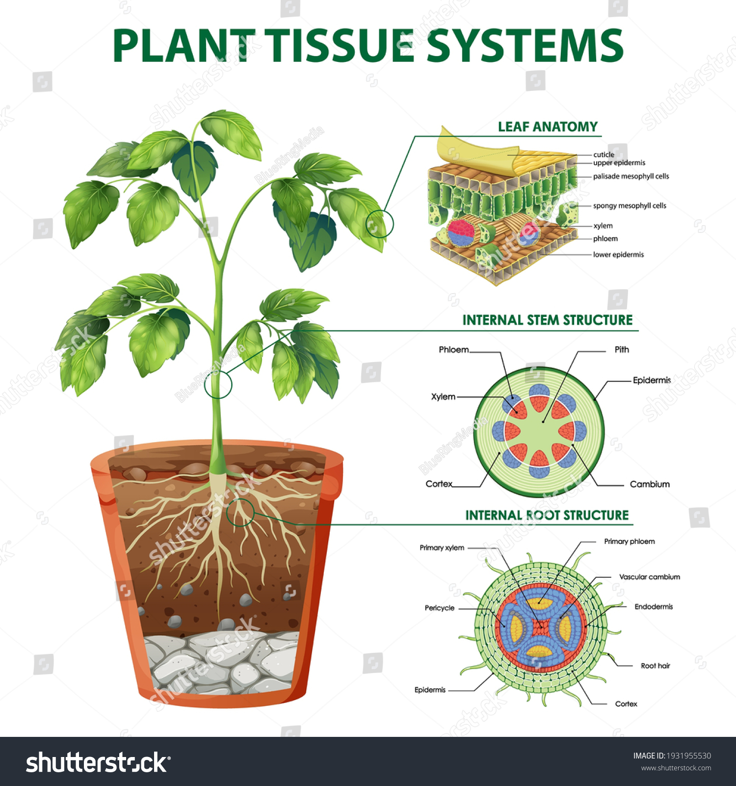 43,441 Tissue biology Images, Stock Photos & Vectors | Shutterstock