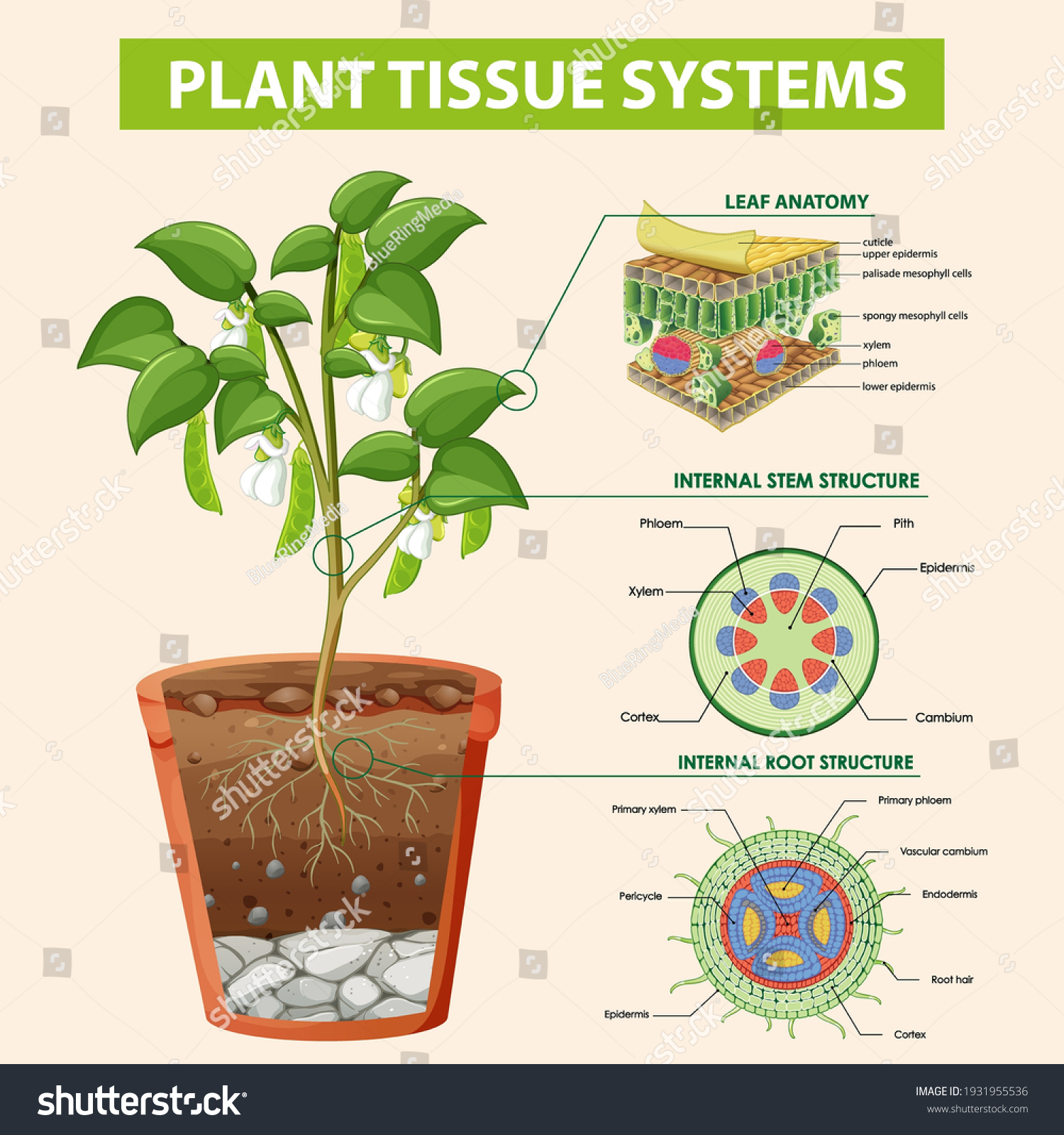 Diagram Showing Plant Tissue Systems Illustration Stock Vector (Royalty ...