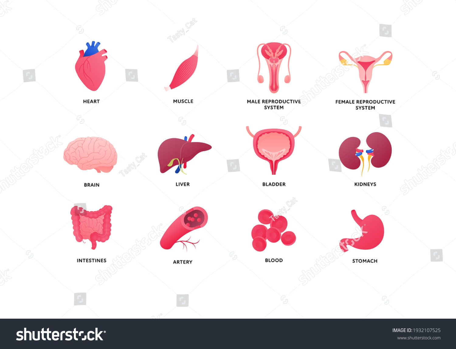 Human Organ Icon Collection Vector Flat Stock Vector (Royalty Free ...