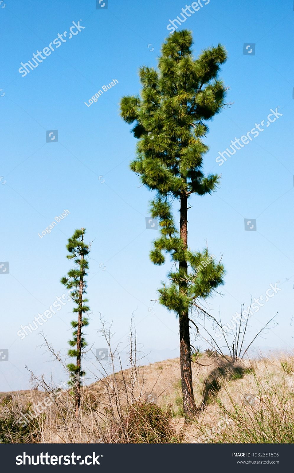 tall-skinny-trees-hills-los-angeles-stock-photo-1932351506-shutterstock