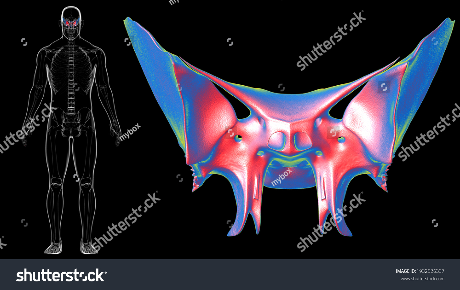 Human Skeleton Skull Sphenoid Bone Anatomy Stock Illustration Shutterstock