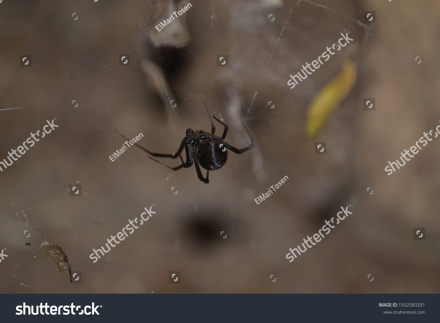 Black Widow Spider Web Stock Photo 1932583331 | Shutterstock