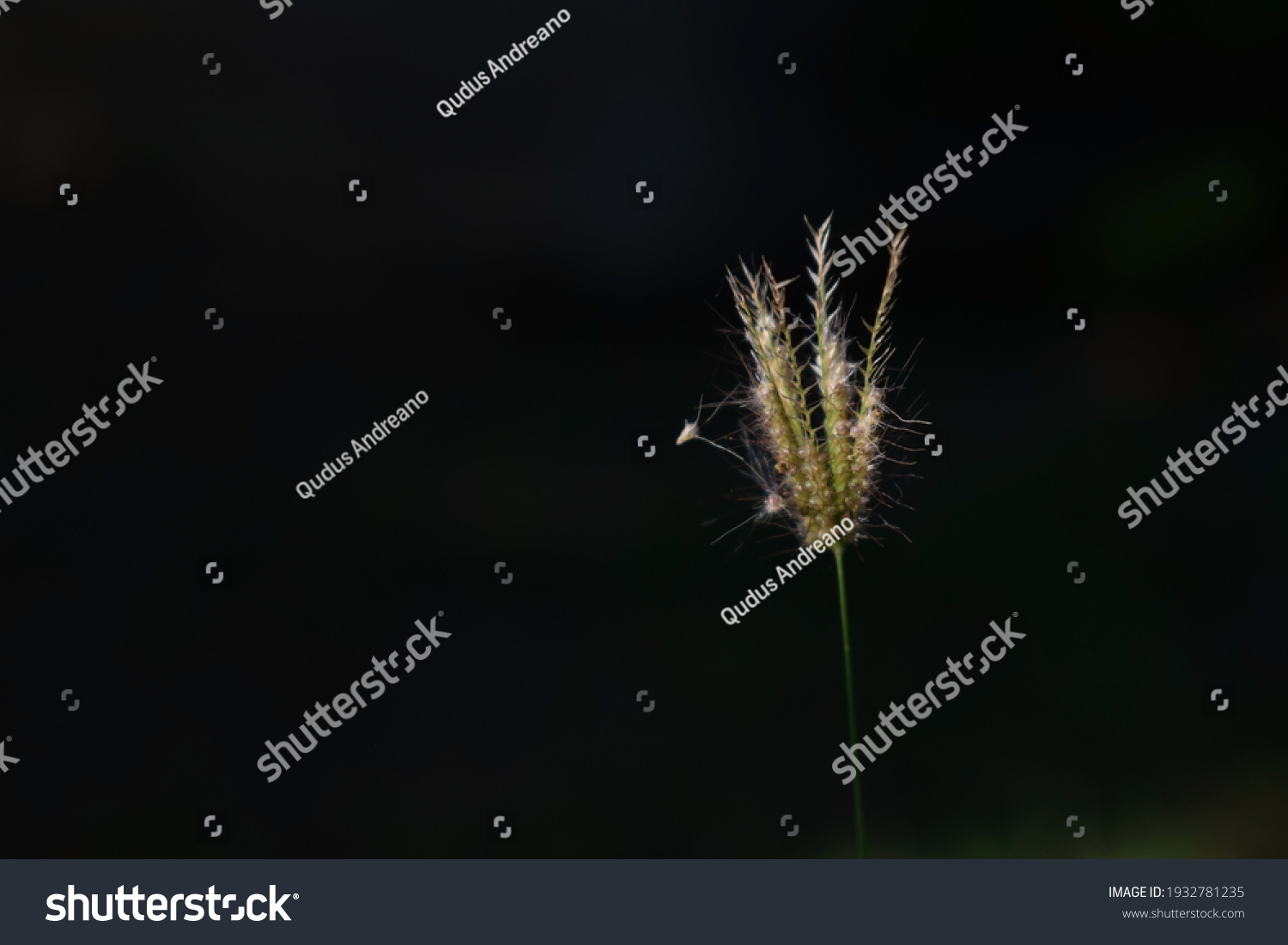 39,564 Black background dandelion Images, Stock Photos & Vectors ...