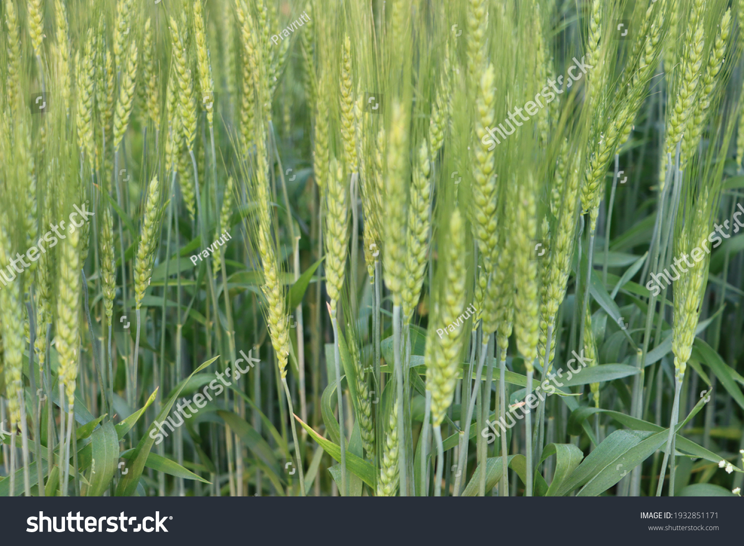 Wheat Crop Standing Grains Stock Photo 1932851171 | Shutterstock